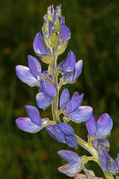 Image of narrowleaf lupine