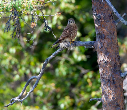 Image of kestrel, common kestrel