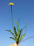 Image of fall dandelion