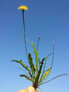 Image of fall dandelion