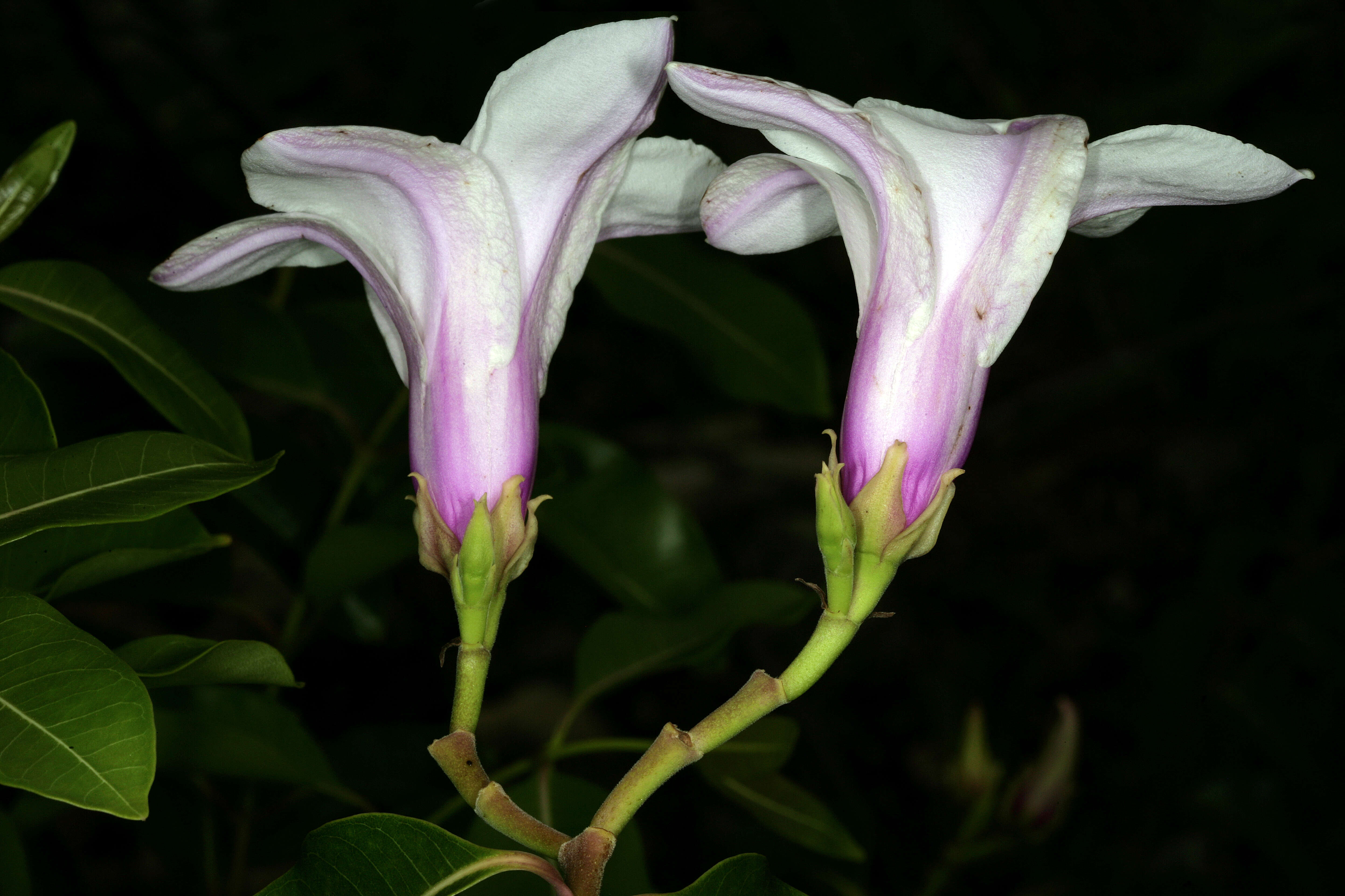 Image of Palay rubbervine