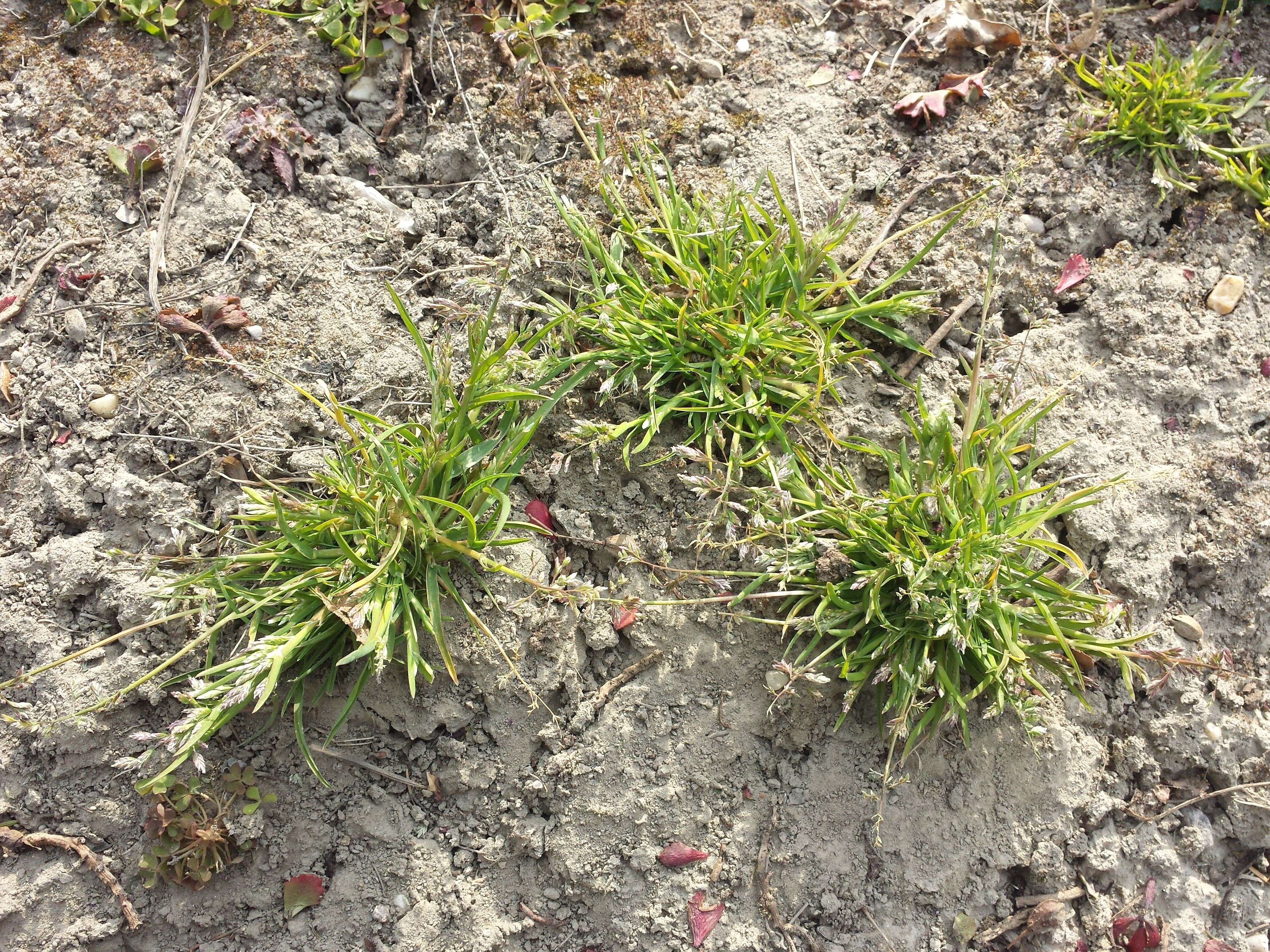 Image of Annual Meadow Grass