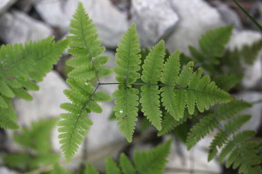 Image of scented oakfern