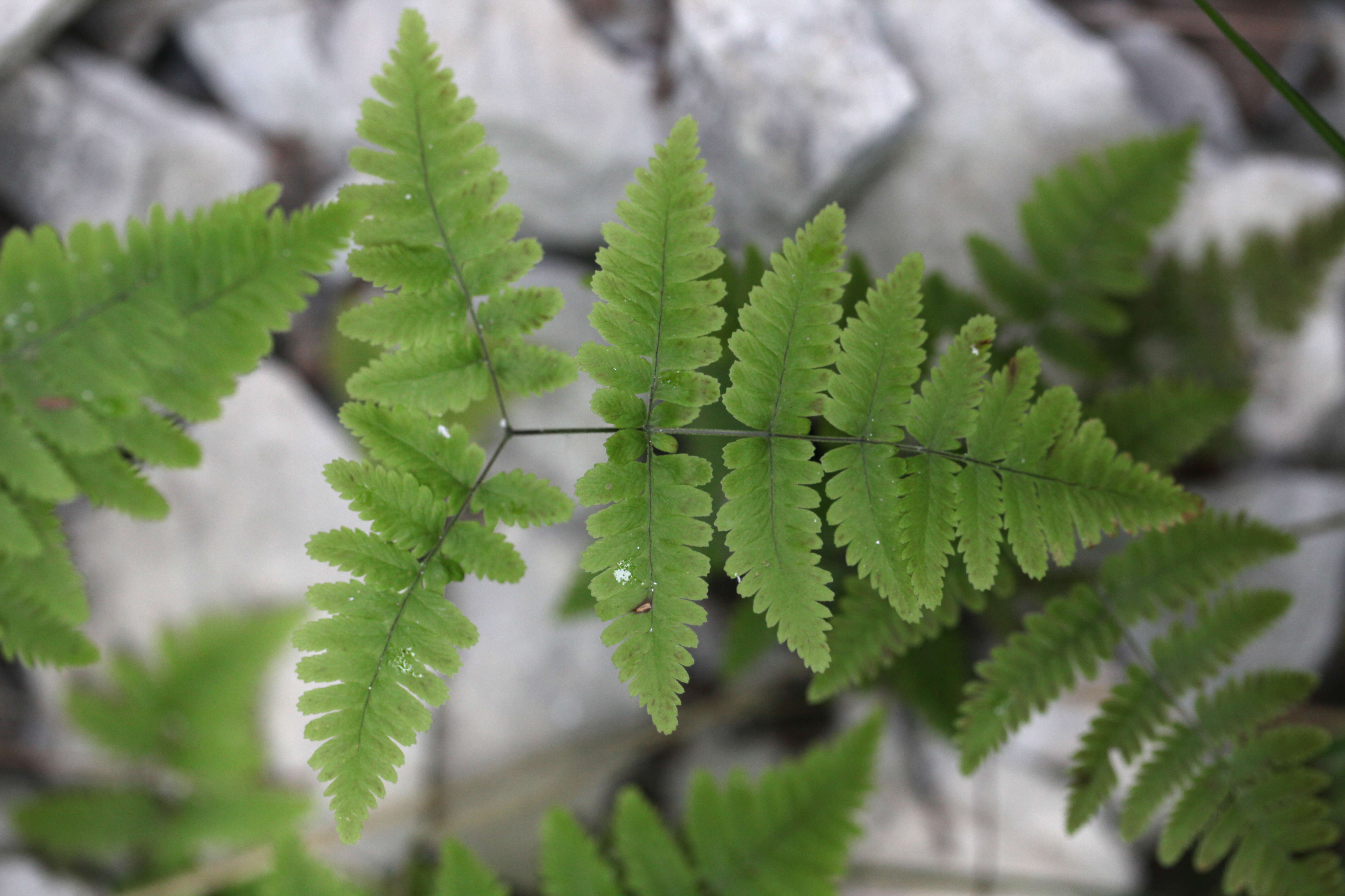 Слика од Gymnocarpium robertianum (Hoffm.) Newman