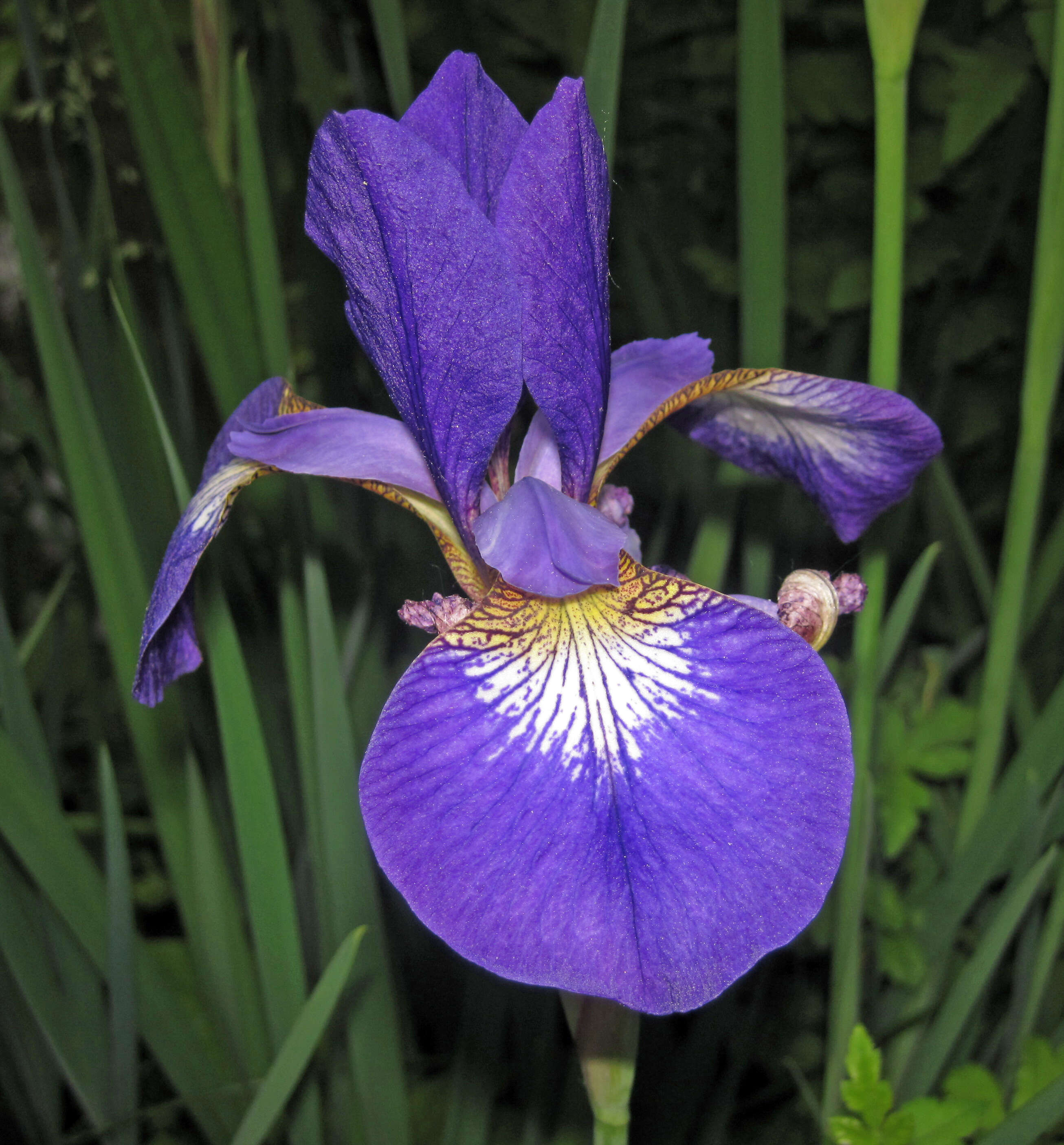 Image of Virginia iris