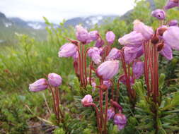 Image of blue mountainheath