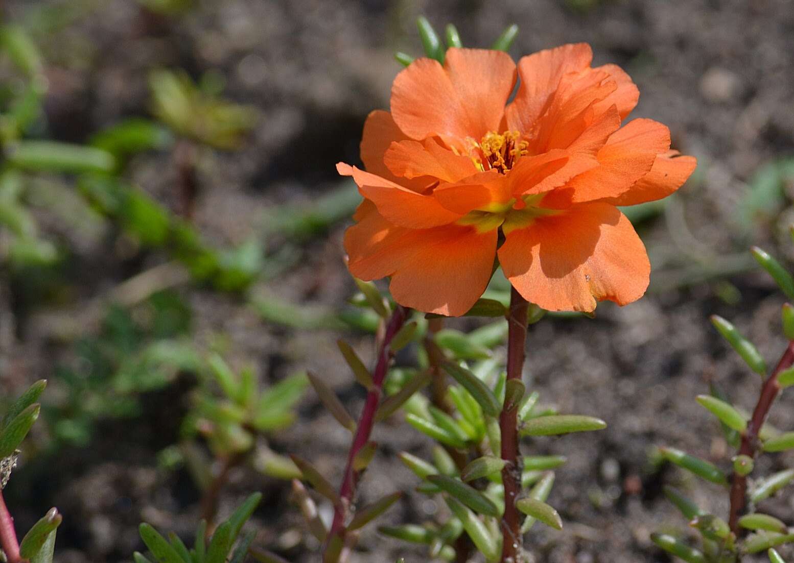 Image of Moss-rose Purslane