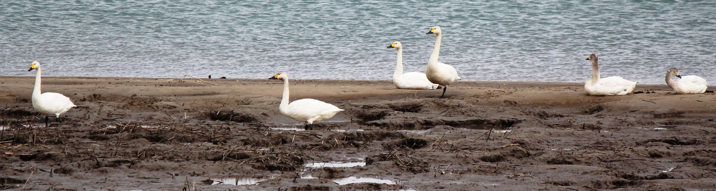 Image de Cygne de Bewick