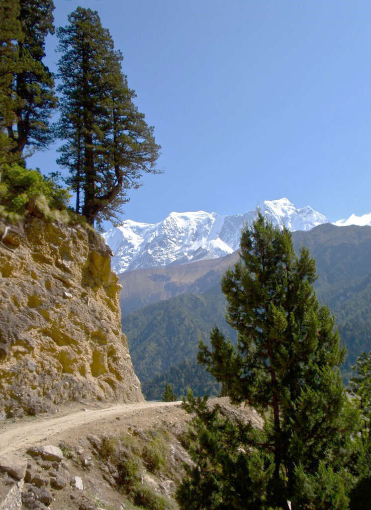 Sivun Himalajansypressi kuva