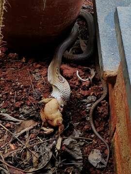 Image of Indian cobra