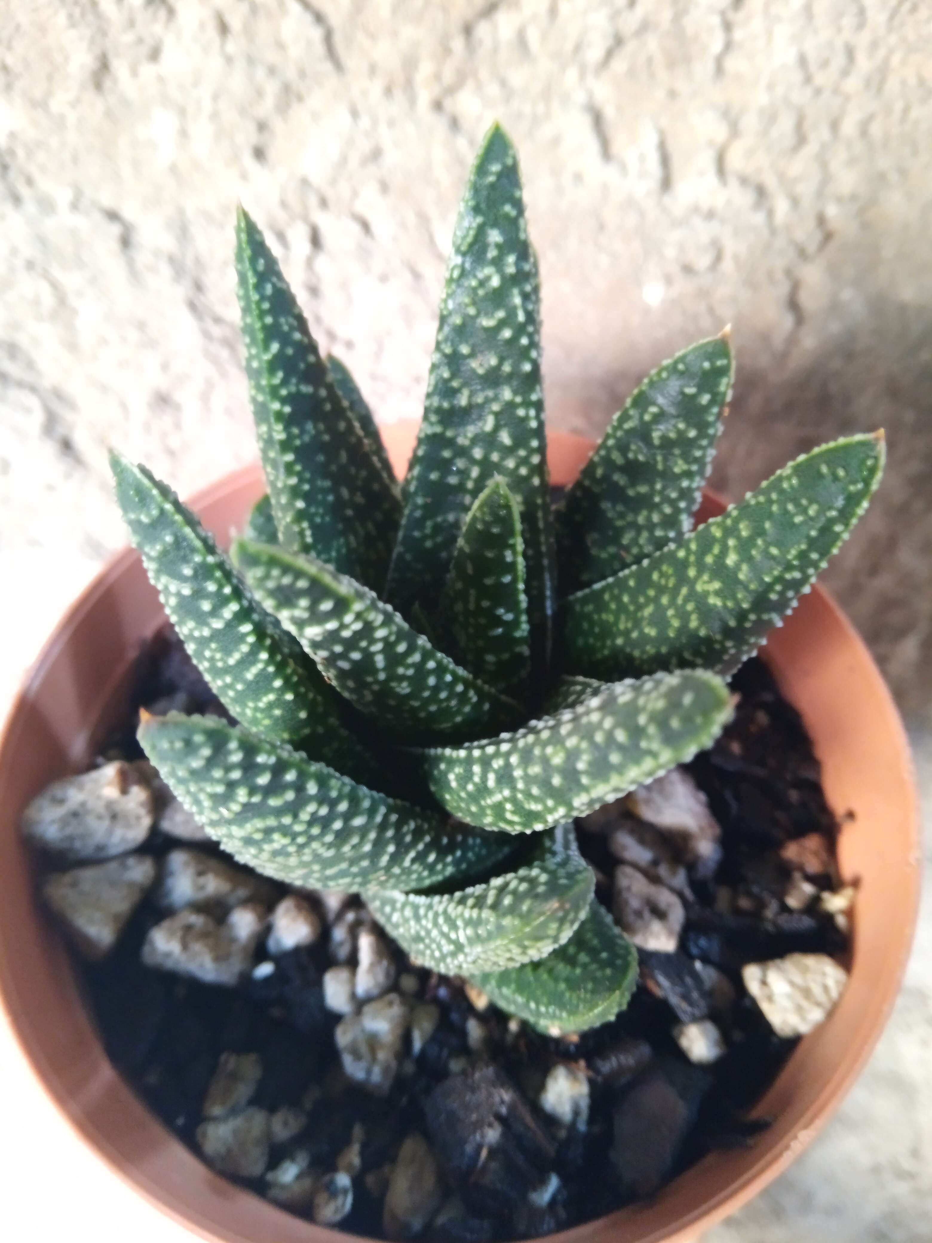 Image of Gasteraloe