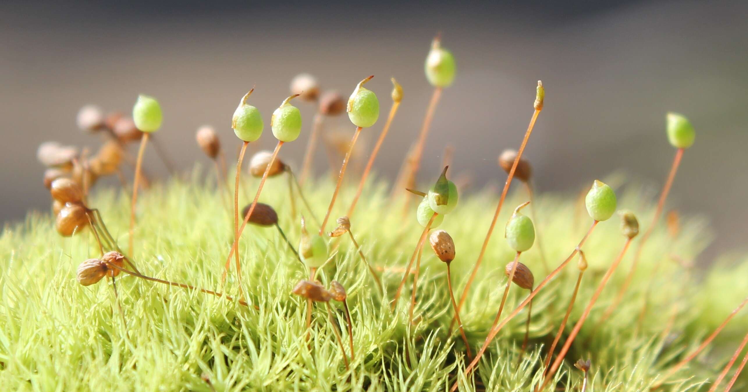 Image of Apple moss