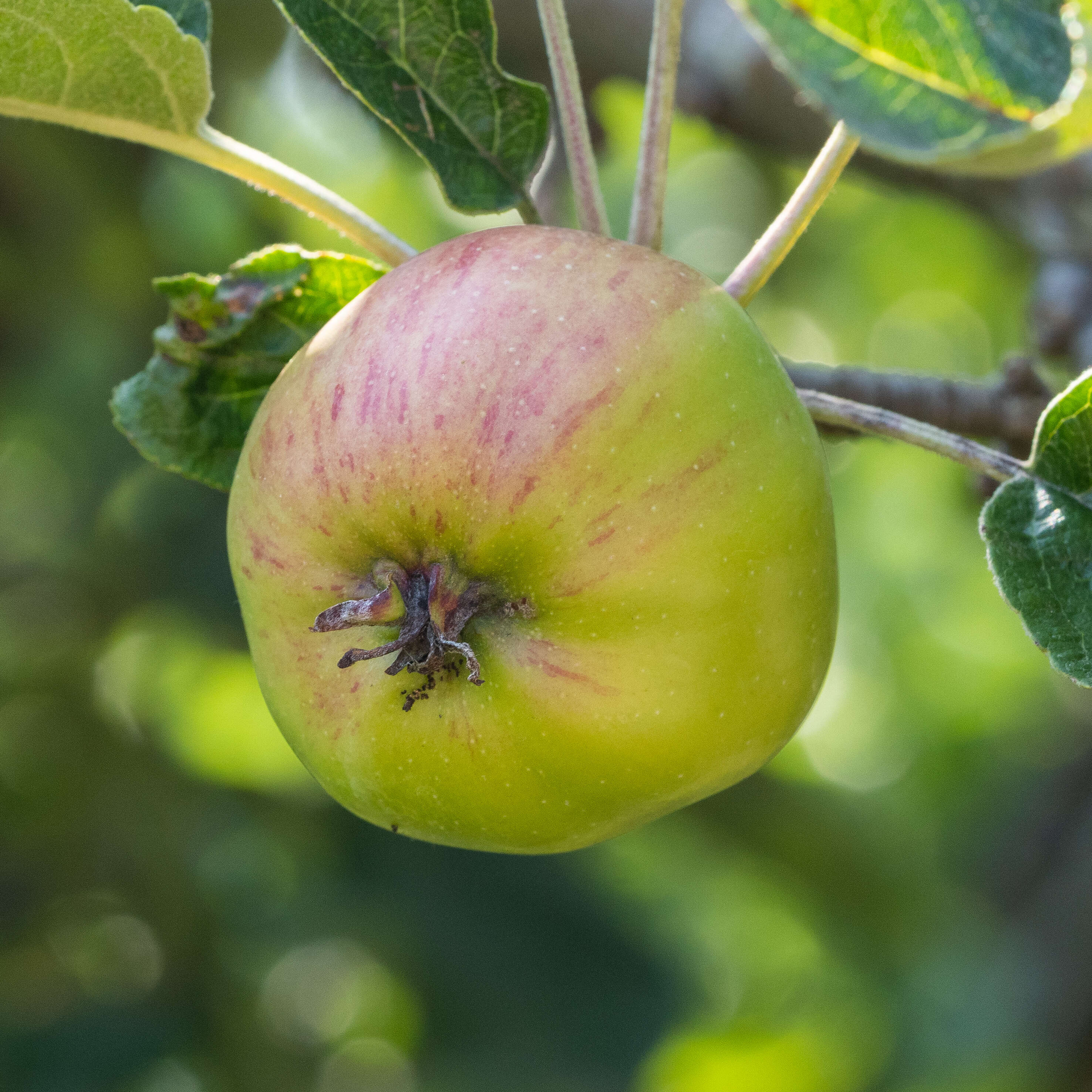 Image of apple