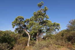 Plancia ëd Philenoptera violacea