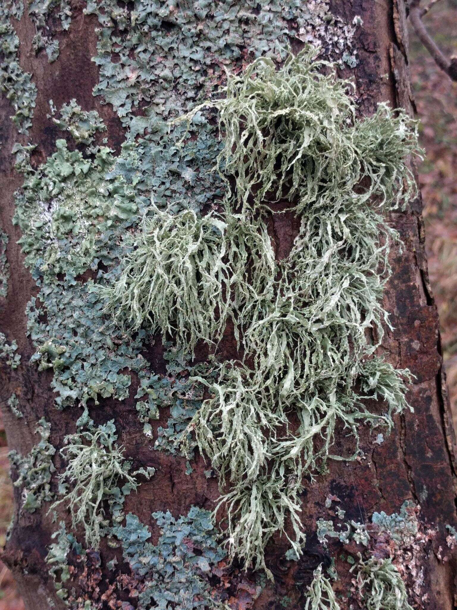 Image of farinose cartilage lichen