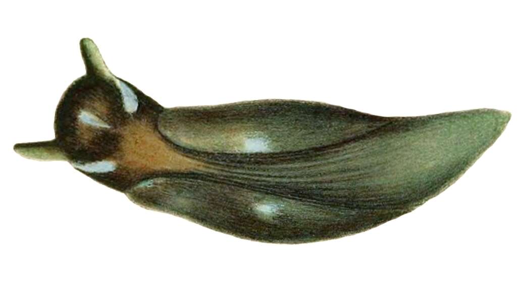 Image of Elysia catulus (Gould 1870)