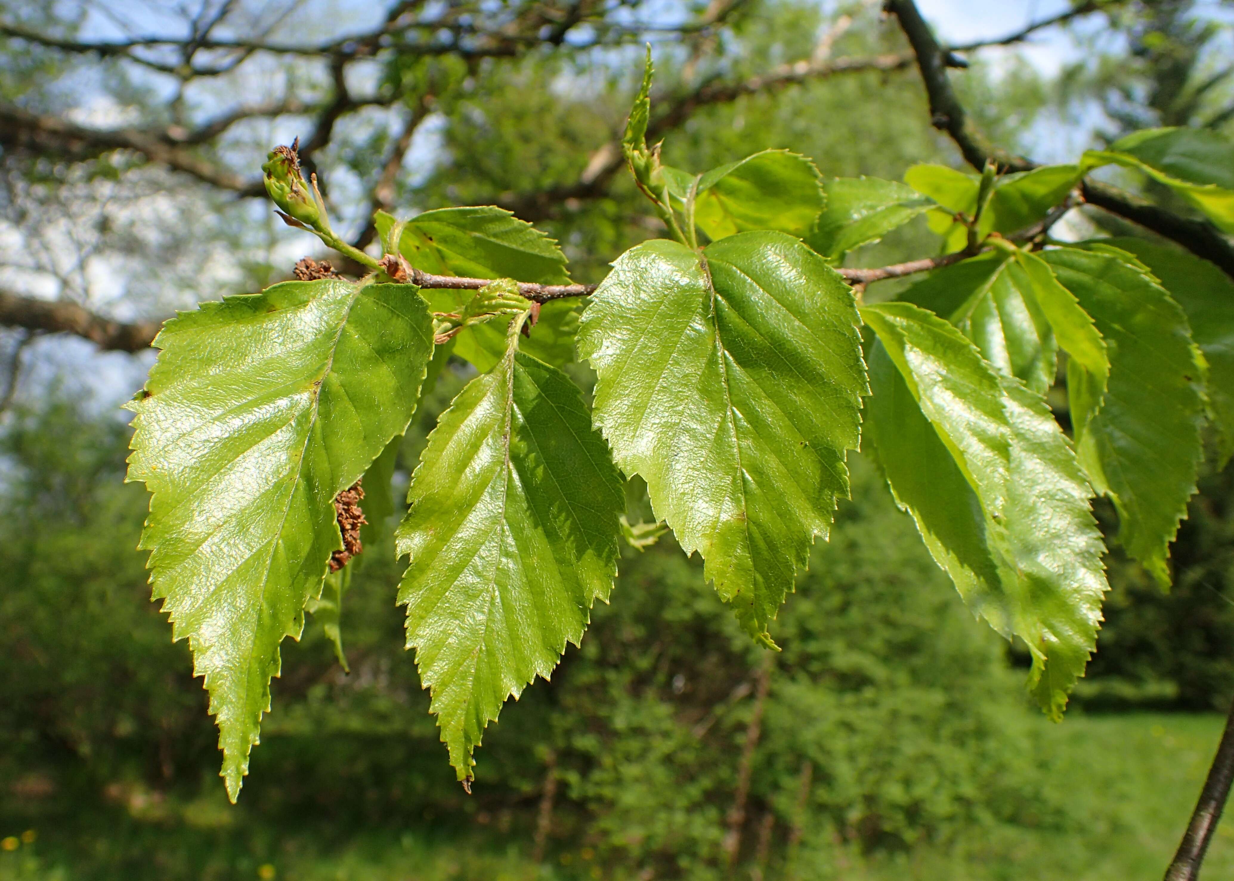 Imagem de Betula dahurica Pall.