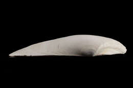 Image de Paphies ventricosa (Gray 1843)
