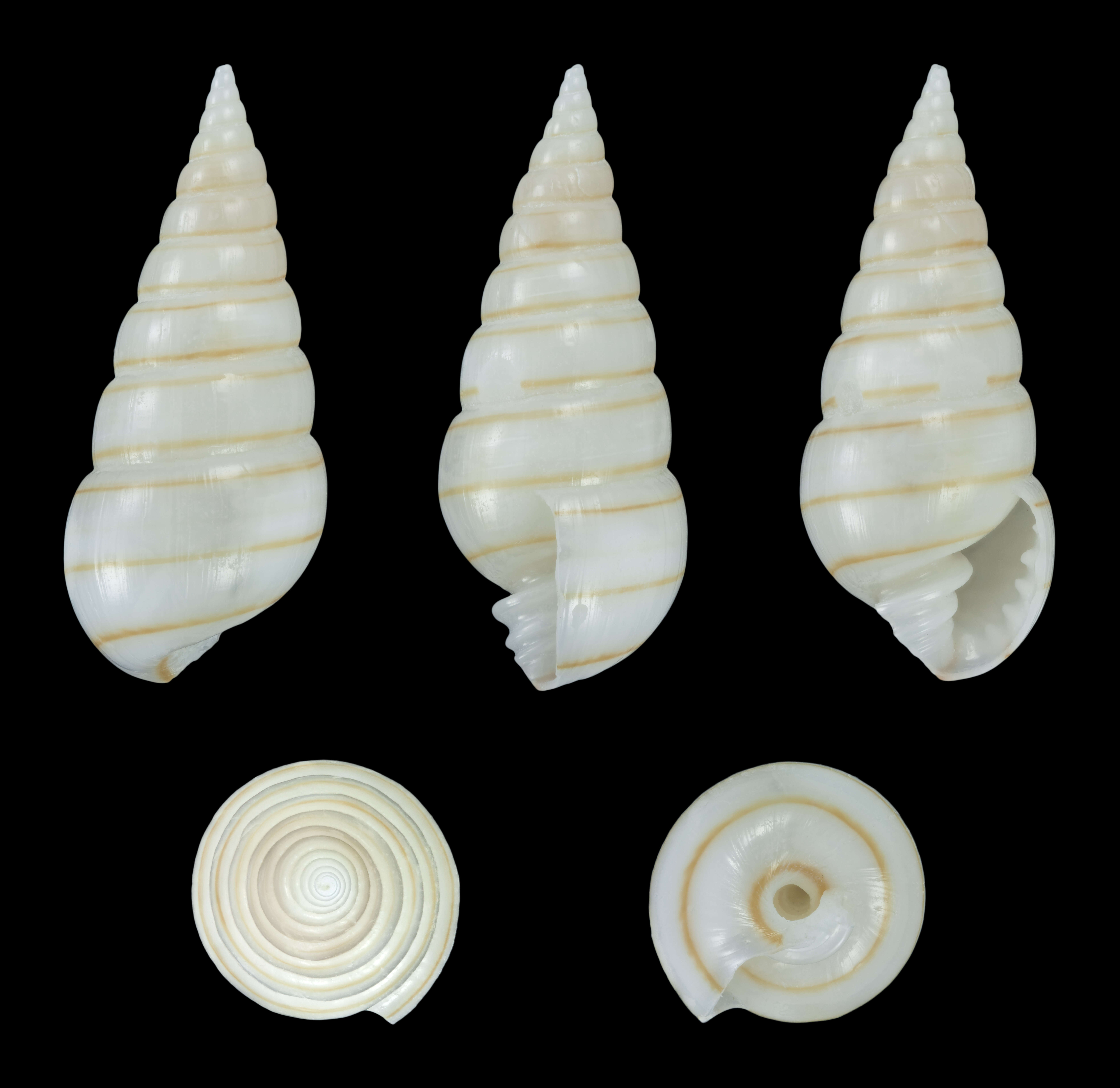 Image of Pyramidella terebelloides (A. Adams 1854)