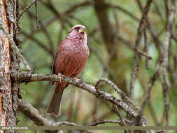 Plancia ëd Carpodacus rhodochlamys (Brandt & JF 1843)