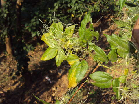 Image of Clematis javana DC.