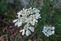 Orlaya grandiflora (L.) Hoffm. resmi