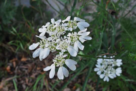 Imagem de Orlaya grandiflora (L.) Hoffm.