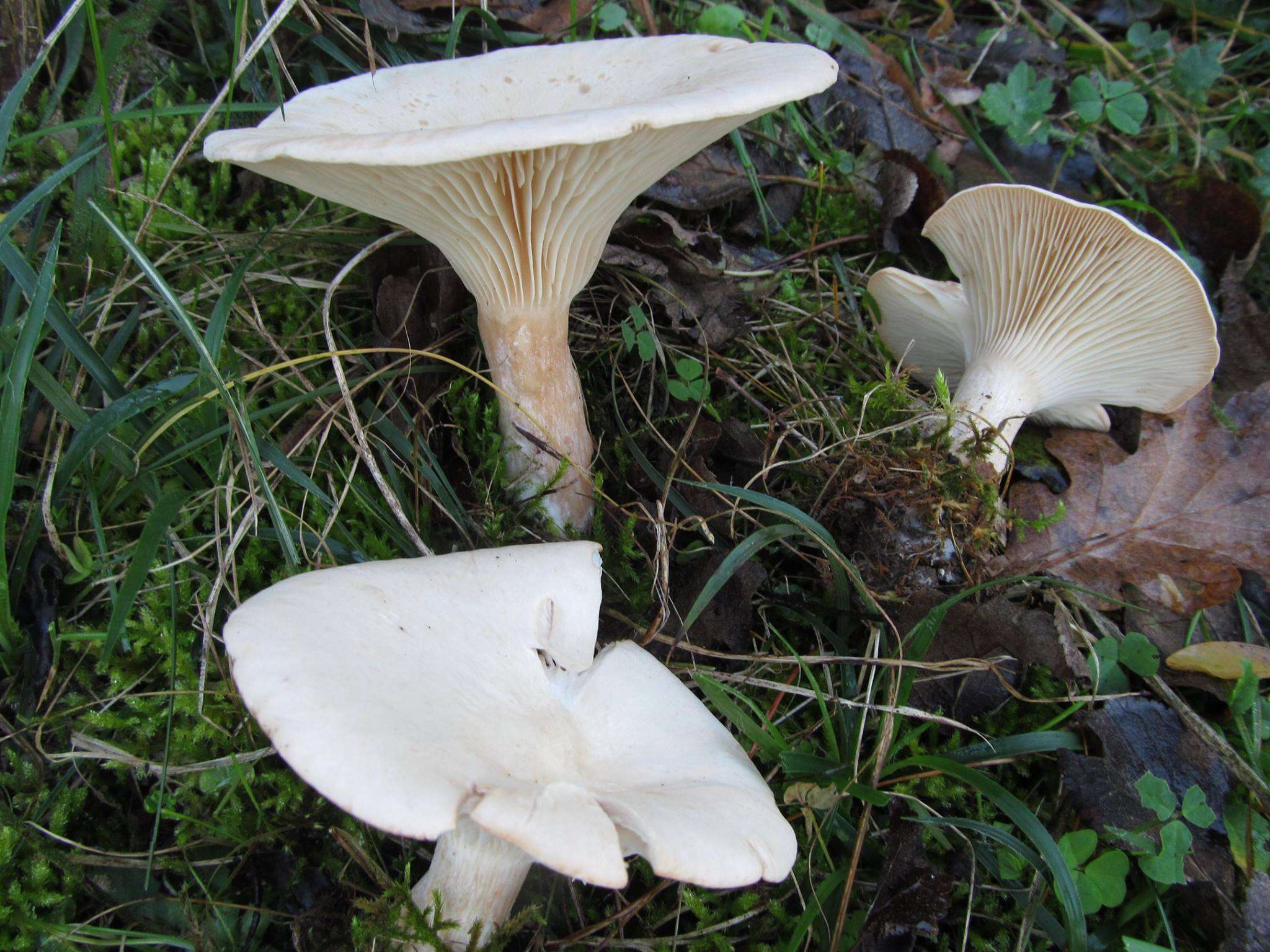 Image de Clitocybe géotrope