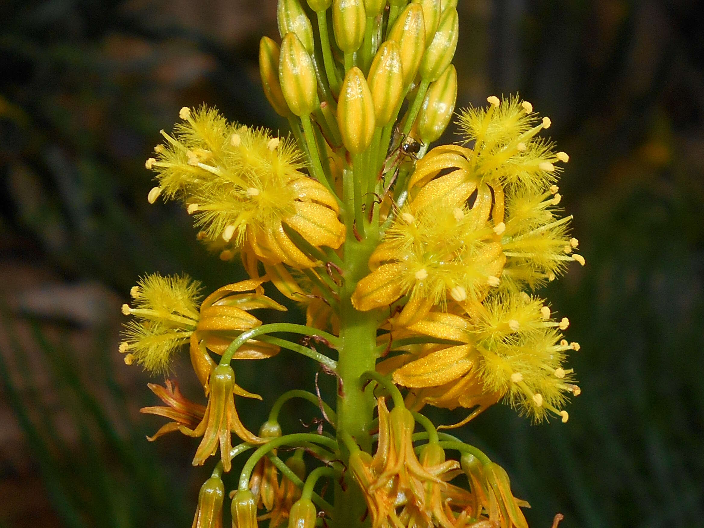 Imagem de Bulbine alooides (L.) Willd.