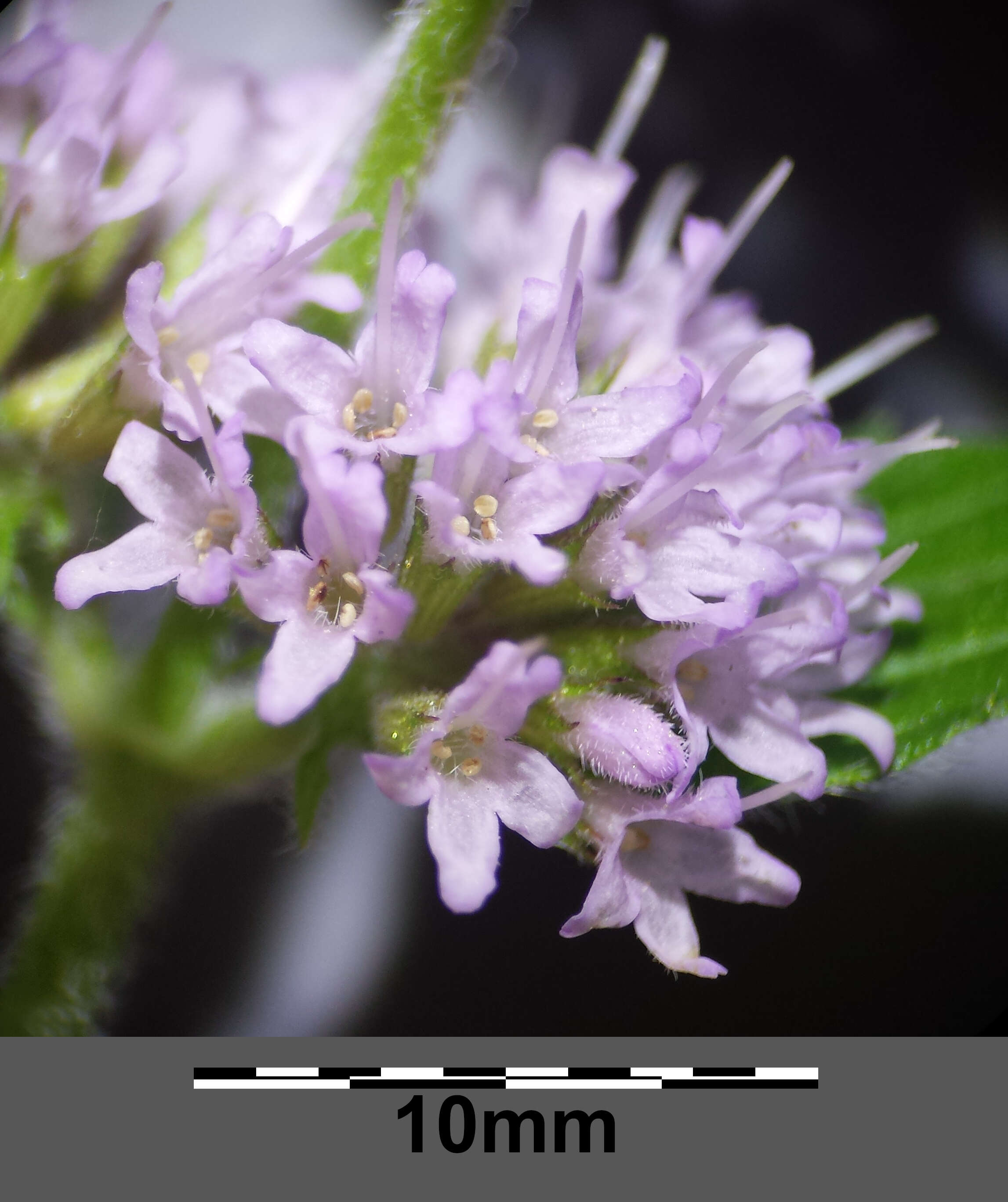 Image of Water Mint