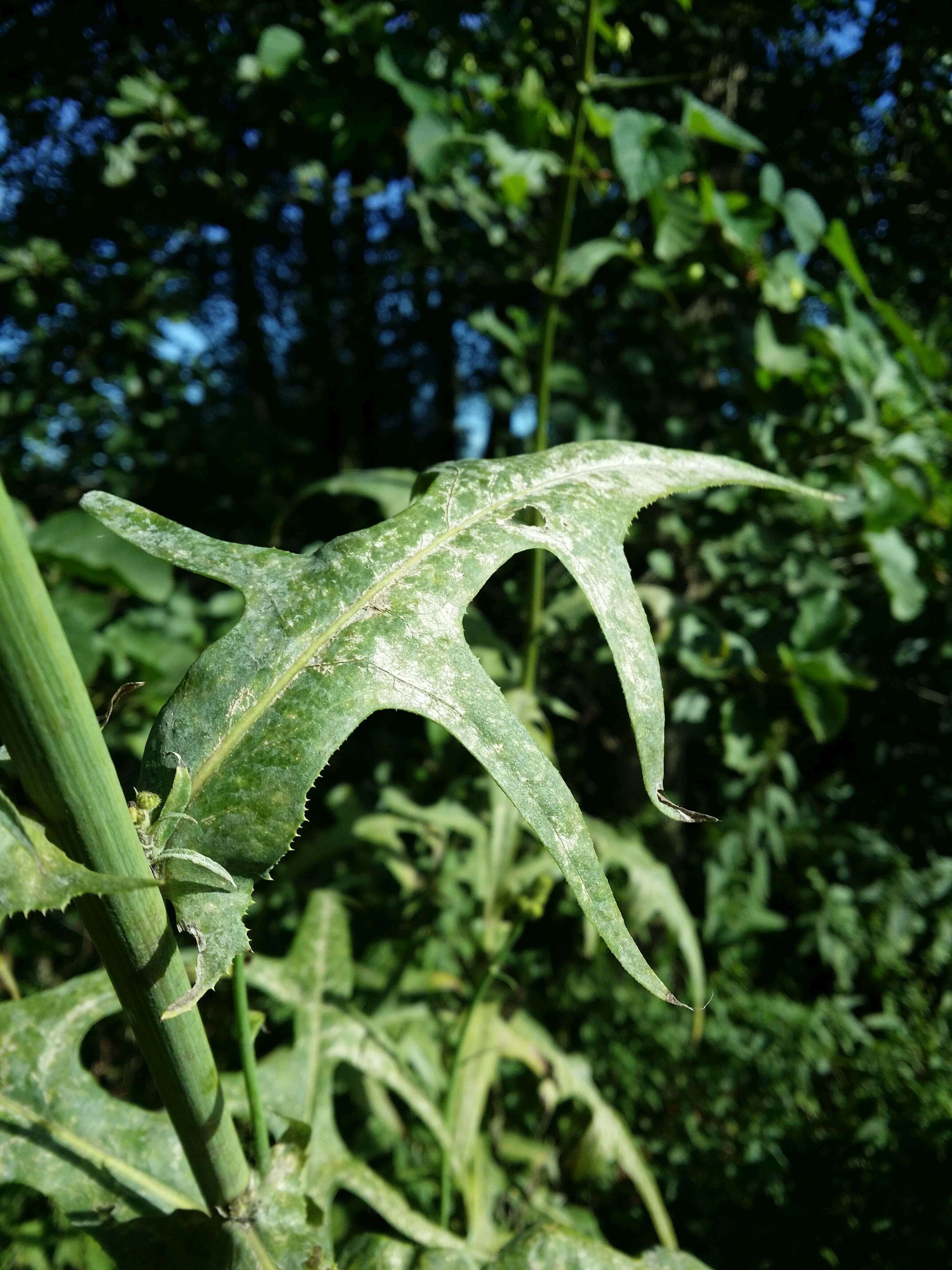 Image de laiteron des marais