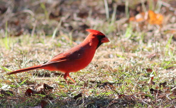 Image of Cardinalis Bonaparte 1838