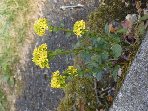 Image of winter-cress, yellow rocket