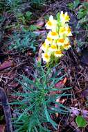 Image of Common Toadflax