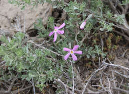 Sivun Phlox pilosa L. kuva