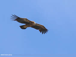 Image of Himalayan Griffon