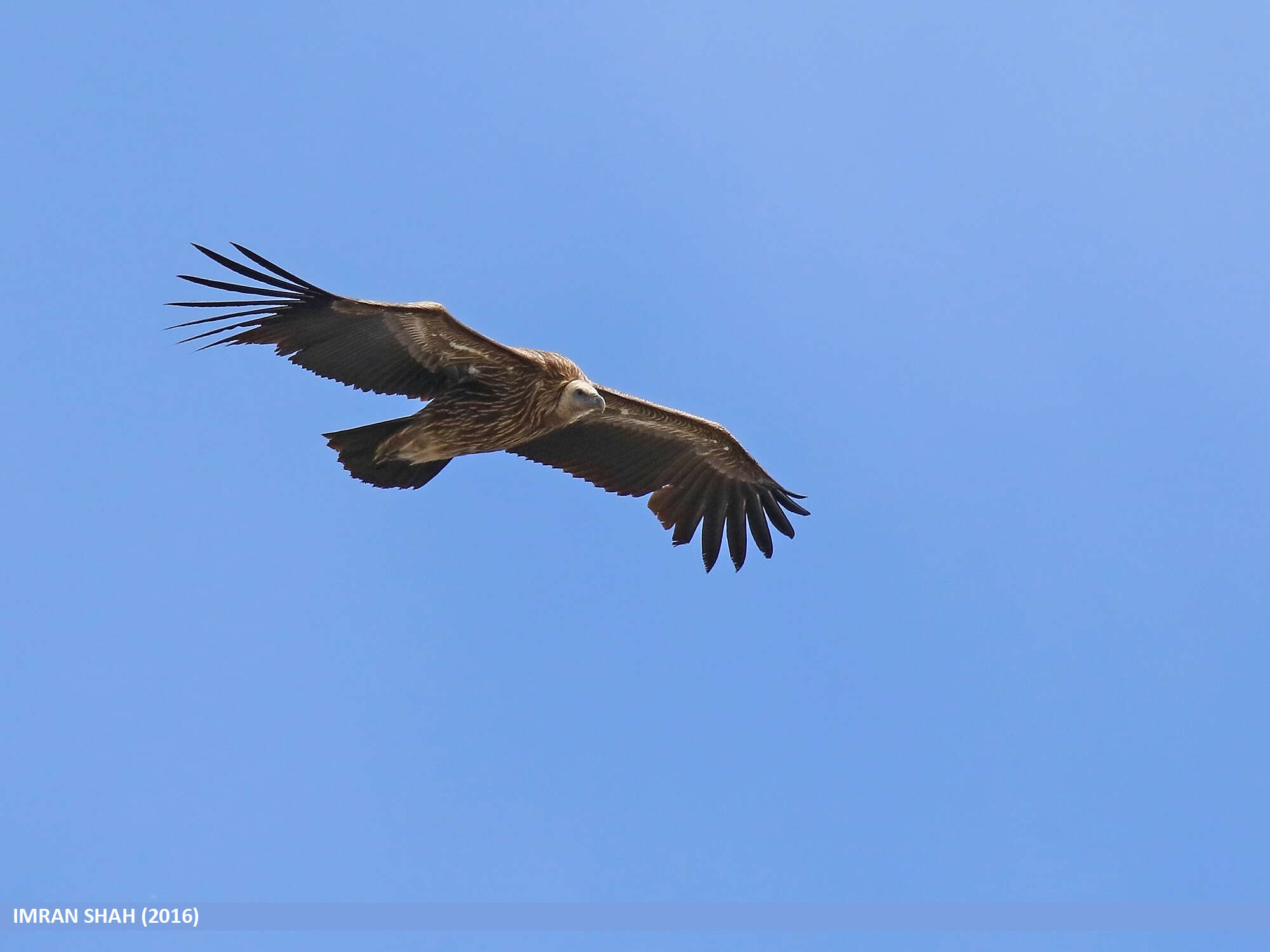 Image of Himalayan Griffon