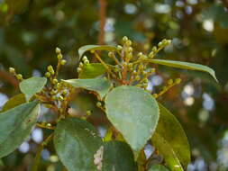 Image of Symplocos cochinchinensis (Lour.) Moore