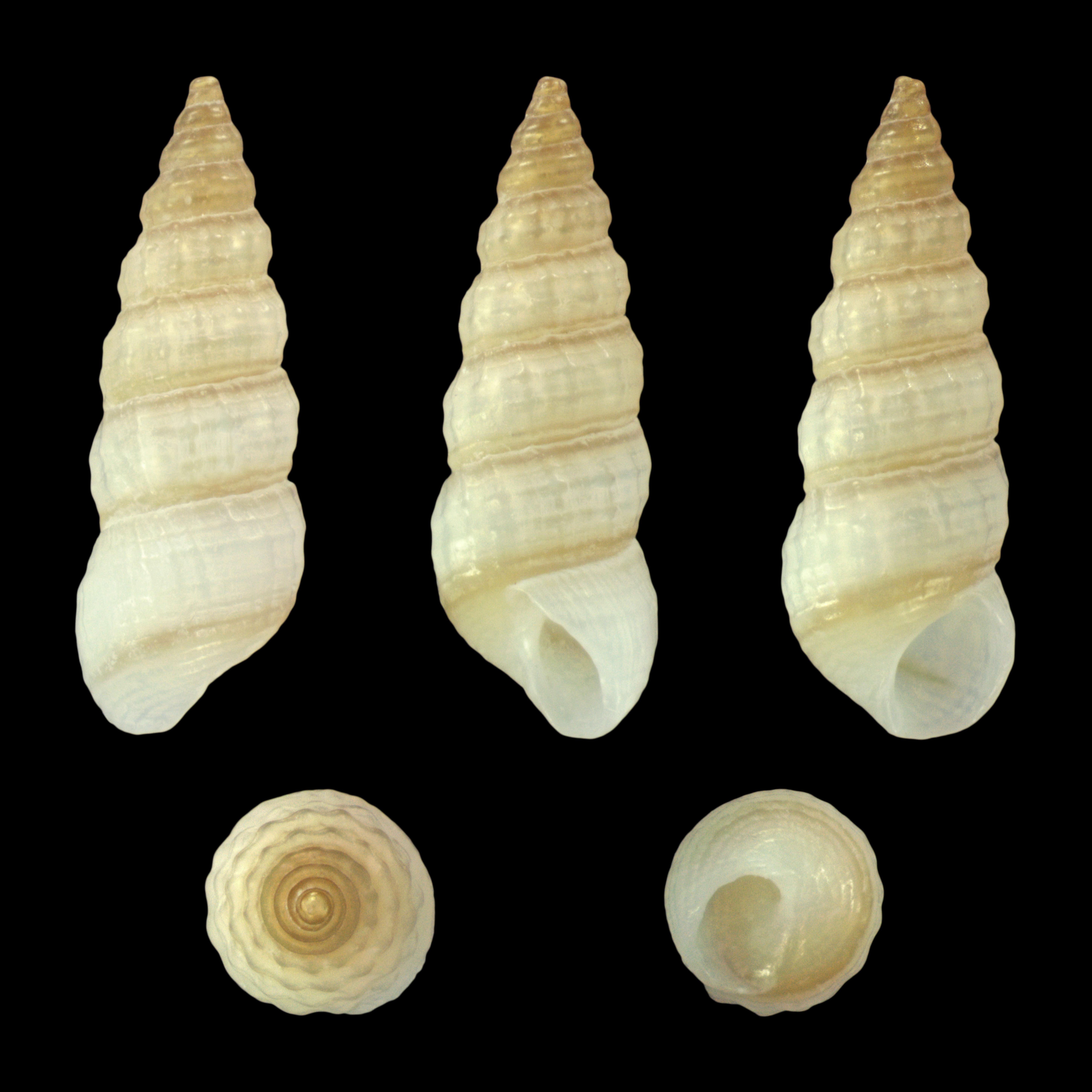 Image of Finella rufocincta (A. Adams 1861)