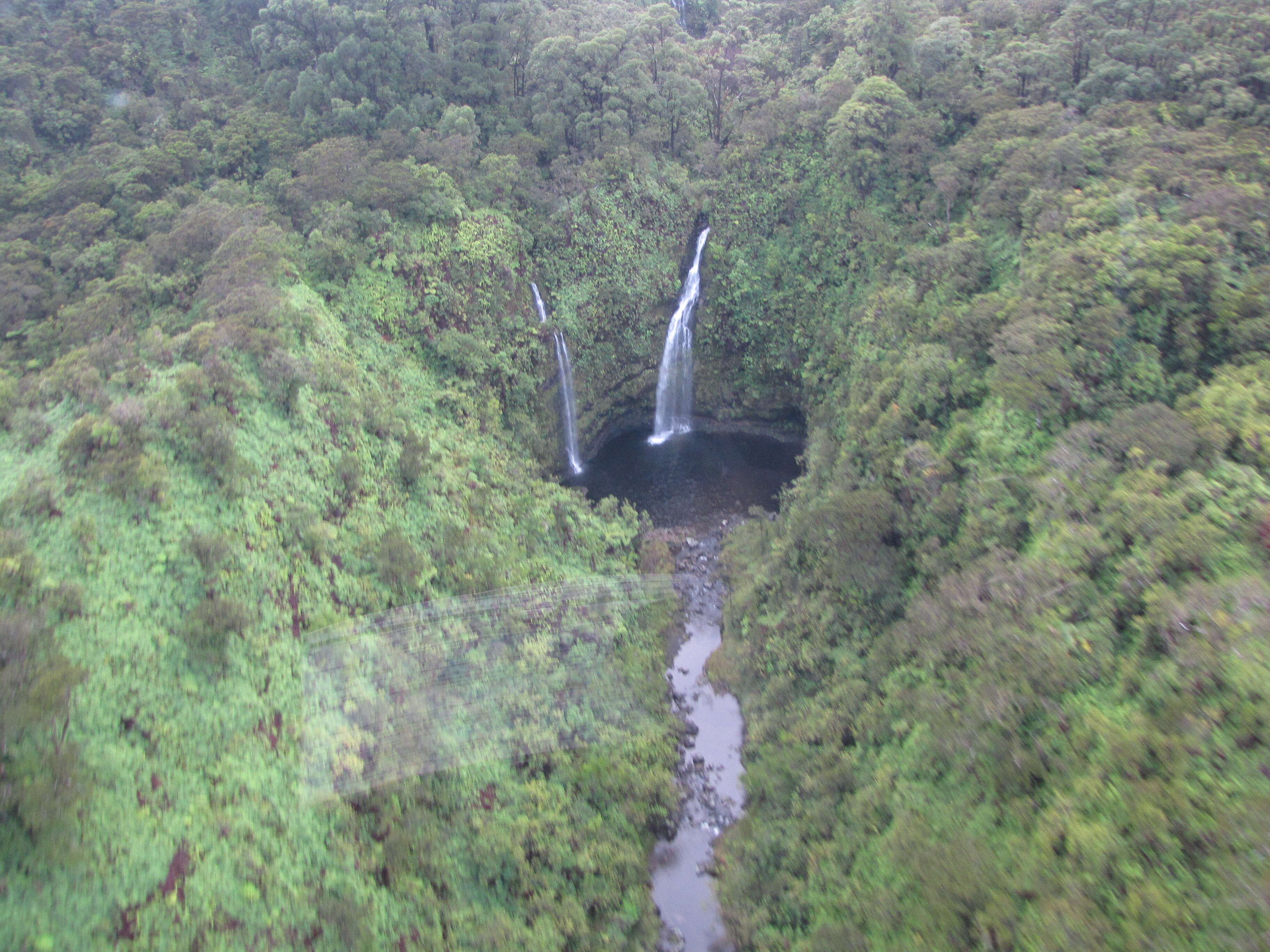 Image of naupaka kuahiwi