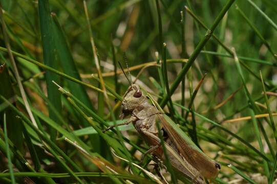 Image of Common green grasshopper