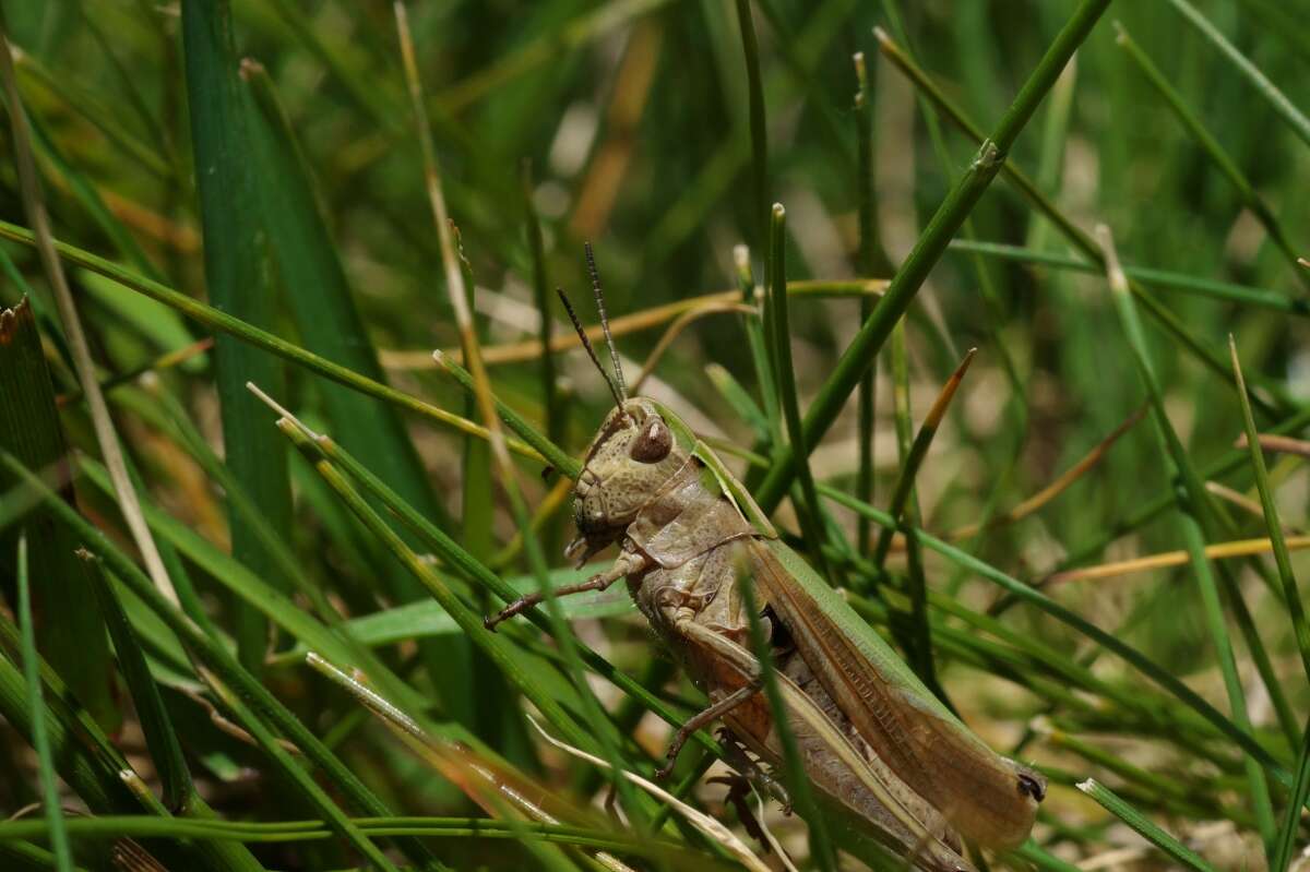 Image of Common green grasshopper