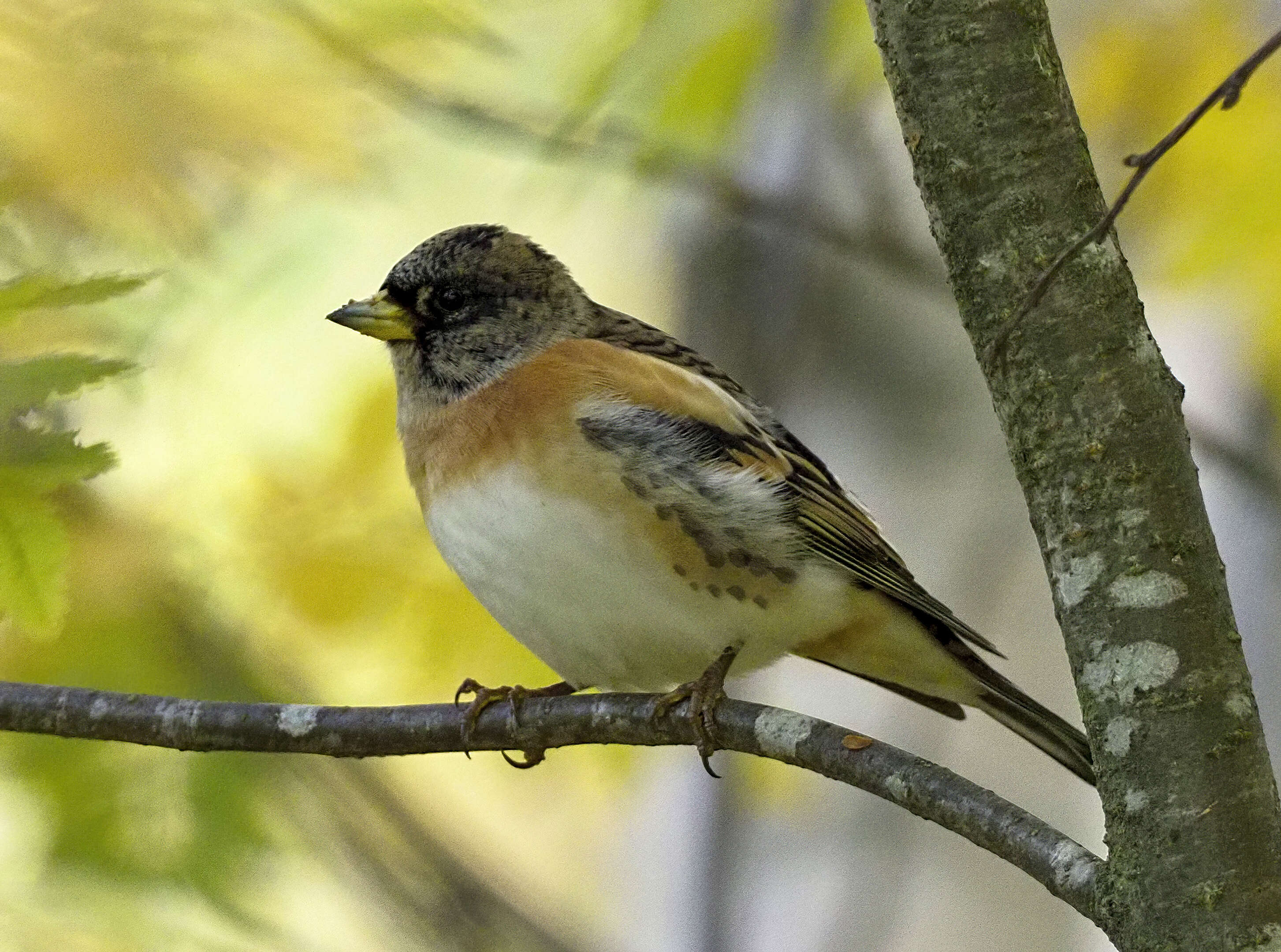 Imagem de Fringilla montifringilla Linnaeus 1758