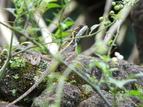 Image of Brown Basilisk