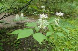 Imagem de Aesculus parviflora Walt.