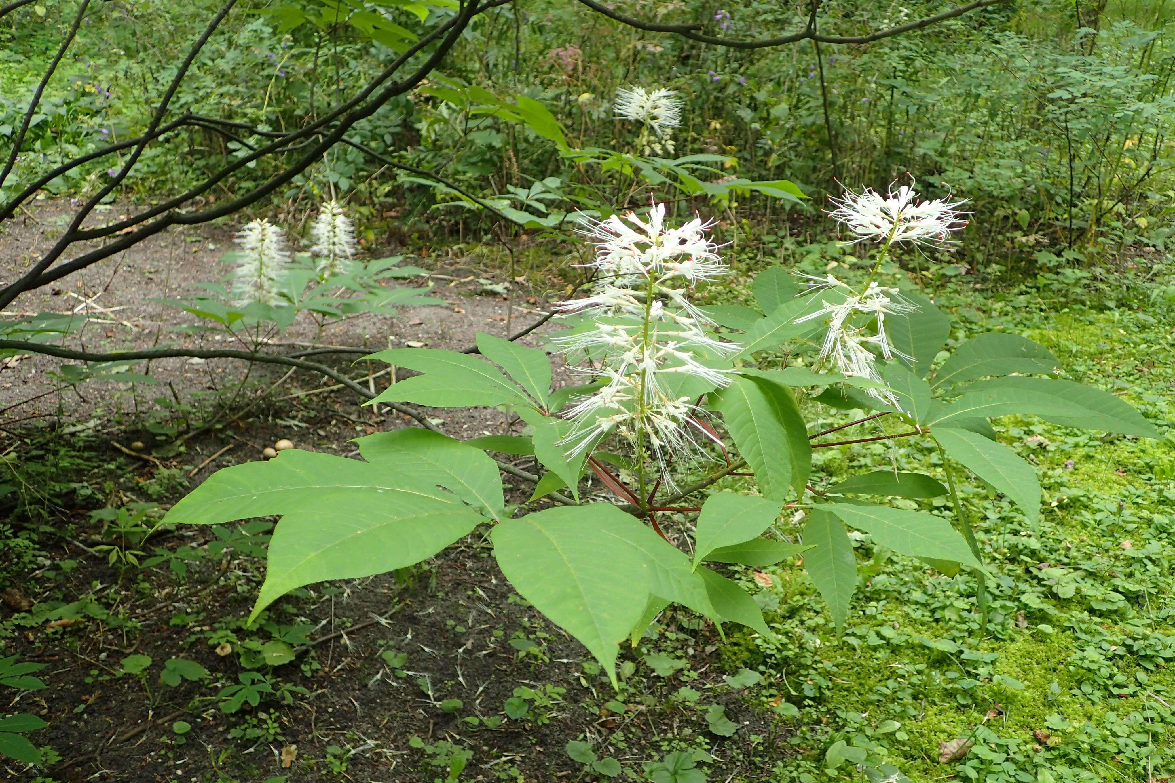 Imagem de Aesculus parviflora Walt.