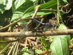 Image of blue marsh hawk