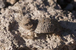 Image of Greater Short-horned Lizard