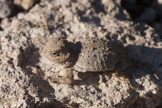 Image of Greater Short-horned Lizard