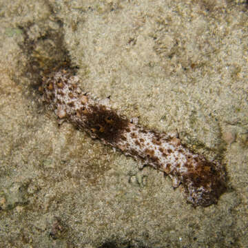 Image of Holothuria (Stauropora) pervicax Selenka 1867